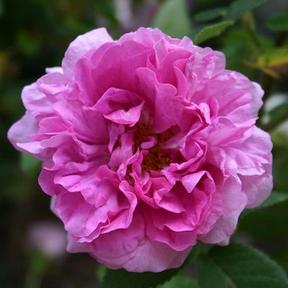 Modern Roses